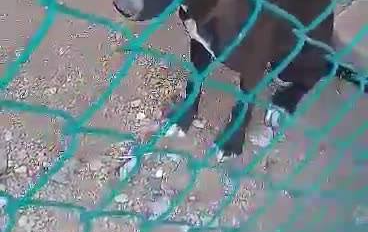 Fortalecen legislación para prohibir y castigar el maltrato animal en Colima