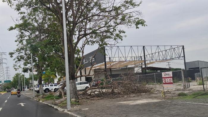 Montones de ramas, árboles caídos y basura en el Tercer Anillo Periférico; no responde gobierno de Riult  
