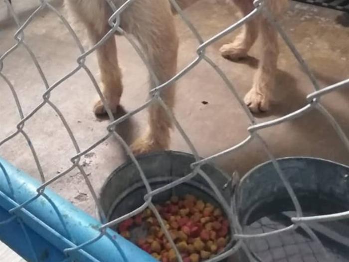 Ayuntamiento de Colima se niega a transparentar el estado del Centro Municipal de Asistencia y Protección Animal
