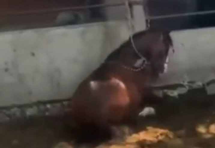 Van tras agresor de caballo en Cuauhtémoc; exigen justicia para el equino