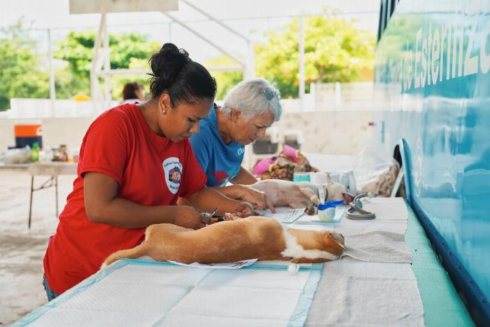 Manzanillo, único municipio del estado con esterilizaciones gratuitas a domicilio