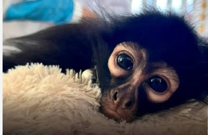 Aseguran a mono-araña en Tecomán; lo tenían como mascota