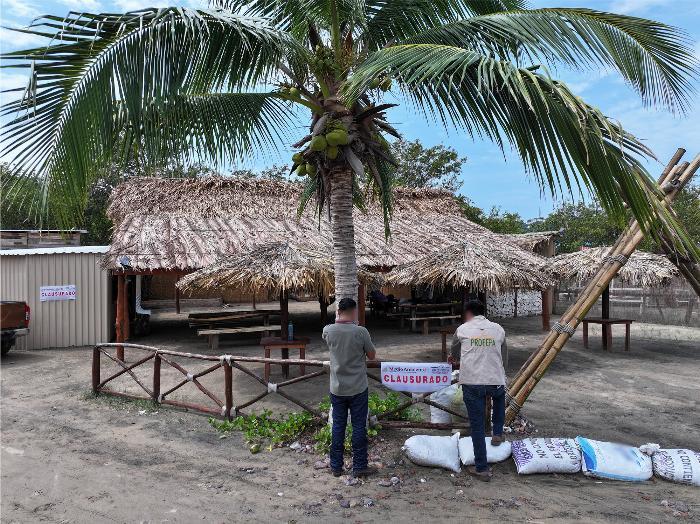 Clausuran obra que pone en riesgo a ejemplares de mangle blanco en La Boquita, Manzanillo 